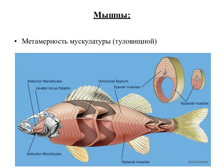 Мышцы: Метамерность мускулатуры (туловищной)