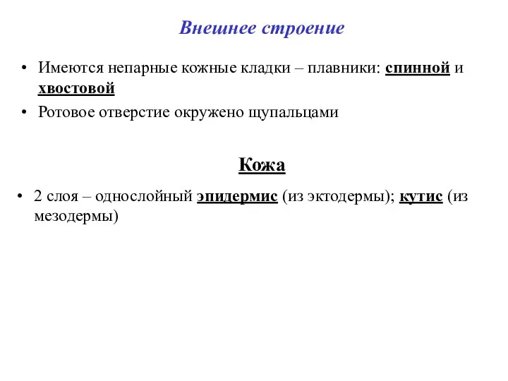 Внешнее строение Имеются непарные кожные кладки – плавники: спинной и