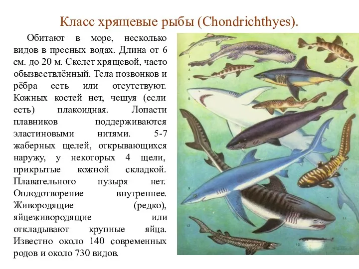 Класс хрящевые рыбы (Chondrichthyes). Обитают в море, несколько видов в