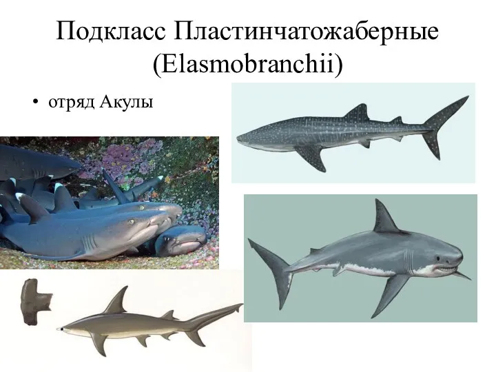 Подкласс Пластинчатожаберные (Elasmobranchii) отряд Акулы