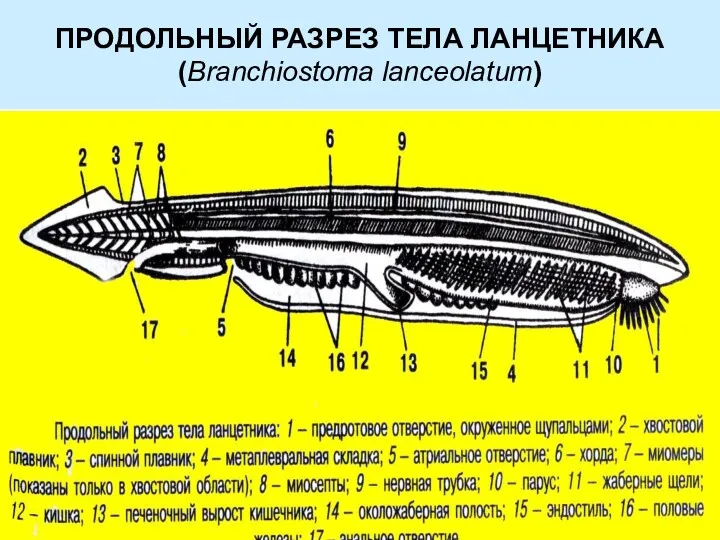 ПРОДОЛЬНЫЙ РАЗРЕЗ ТЕЛА ЛАНЦЕТНИКА (Branchiostoma lanceolatum)