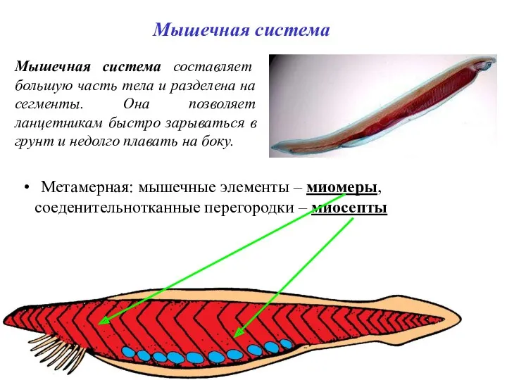 Мышечная система Метамерная: мышечные элементы – миомеры, соеденительнотканные перегородки –