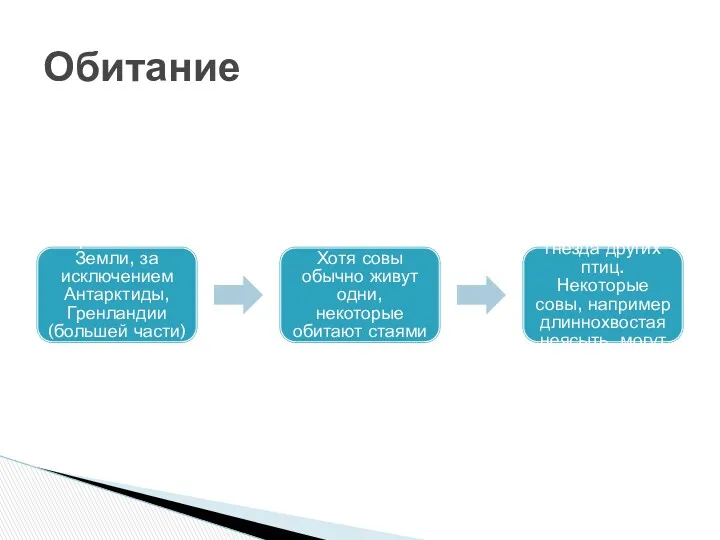 Совы обитают во всех регионах Земли, за исключением Антарктиды, Гренландии