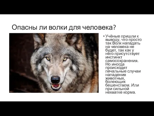 Опасны ли волки для человека? Учёные пришли к выводу, что
