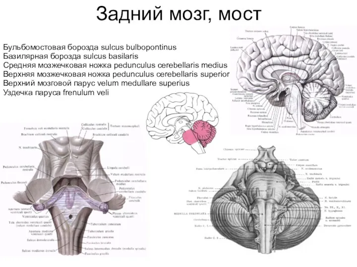 Задний мозг, мост Бульбомостовая борозда sulcus bulbopontinus Базилярная борозда sulcus basilaris Средняя мозжечковая