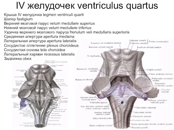 IV желудочек ventriculus quartus Крыша IV желудочка tegmen ventriculi quarti Шатер fastigium Верхний