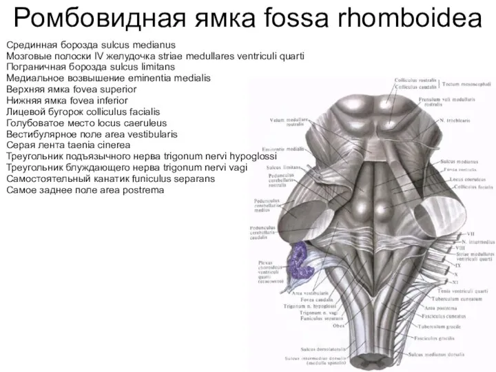Ромбовидная ямка fossa rhomboidea Срединная борозда sulcus medianus Мозговые полоски IV желудочка striae