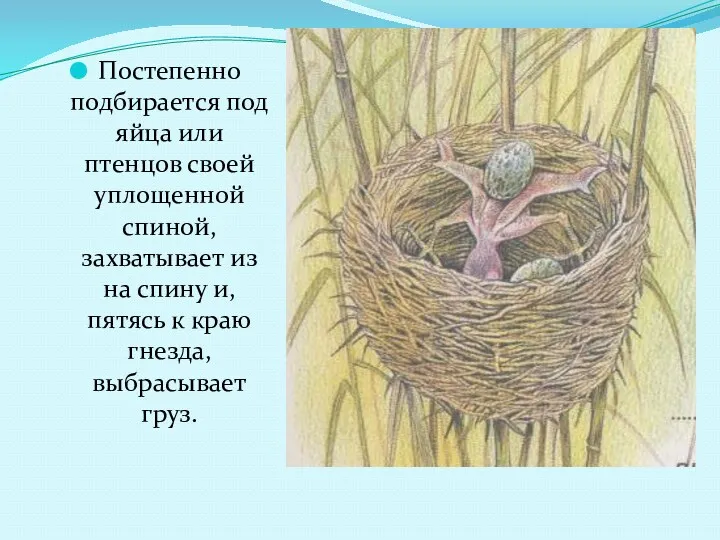 Постепенно подбирается под яйца или птенцов своей уплощенной спиной, захватывает из на спину