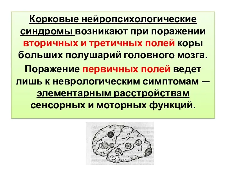 Корковые нейропсихологические синдромы возникают при поражении вторичных и третичных полей коры больших полушарий