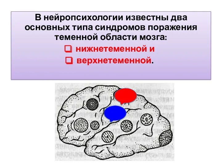В нейропсихологии известны два основных типа синдромов поражения теменной области мозга: нижнетеменной и верхнетеменной.