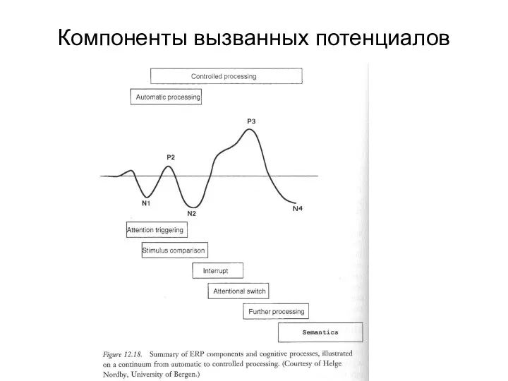 Компоненты вызванных потенциалов