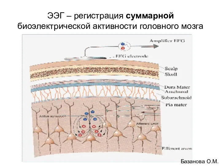 ЭЭГ – регистрация суммарной биоэлектрической активности головного мозга Базанова О.М.