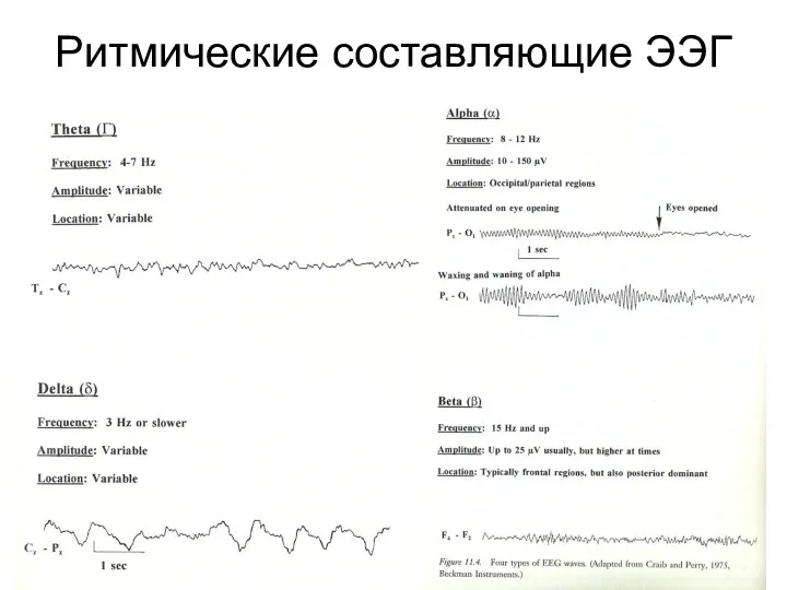 Ритмические составляющие ЭЭГ