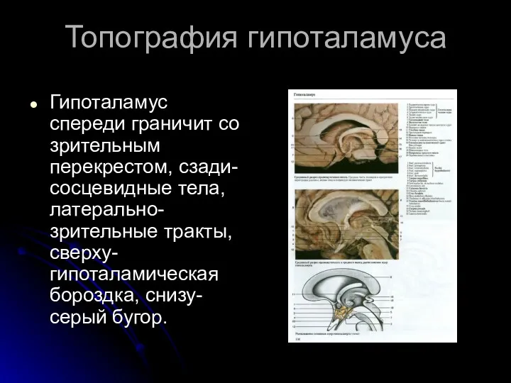 Топография гипоталамуса Гипоталамус спереди граничит со зрительным перекрестом, сзади- сосцевидные