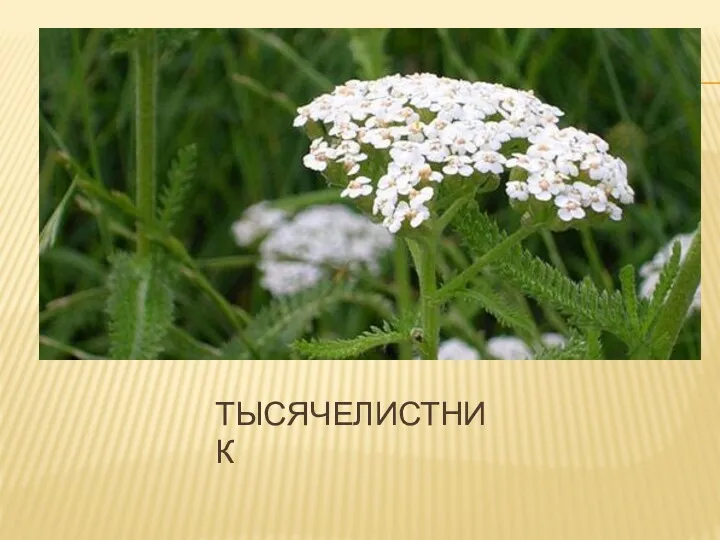 ТЫСЯЧЕЛИСТНИК