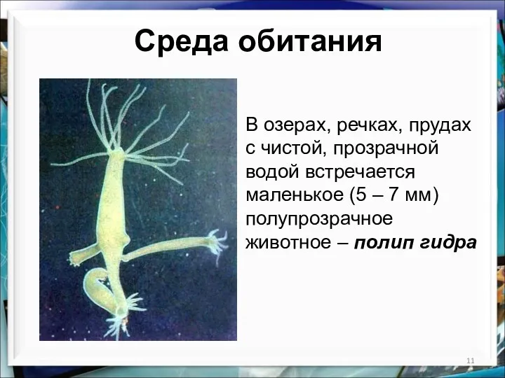 В озерах, речках, прудах с чистой, прозрачной водой встречается маленькое