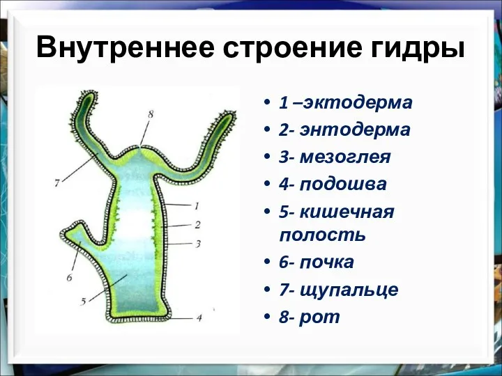 1 –эктодерма 2- энтодерма 3- мезоглея 4- подошва 5- кишечная