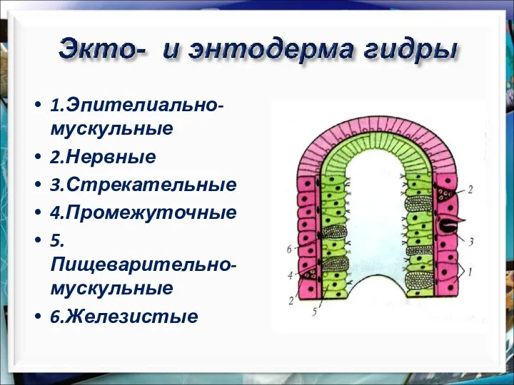 1.Эпителиально- мускульные 2.Нервные 3.Стрекательные 4.Промежуточные 5.Пищеварительно- мускульные 6.Железистые