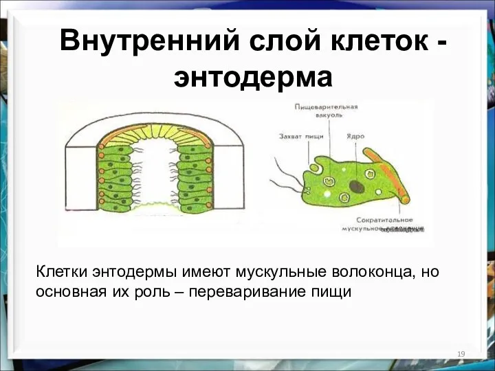 Внутренний слой клеток - энтодерма Клетки энтодермы имеют мускульные волоконца,