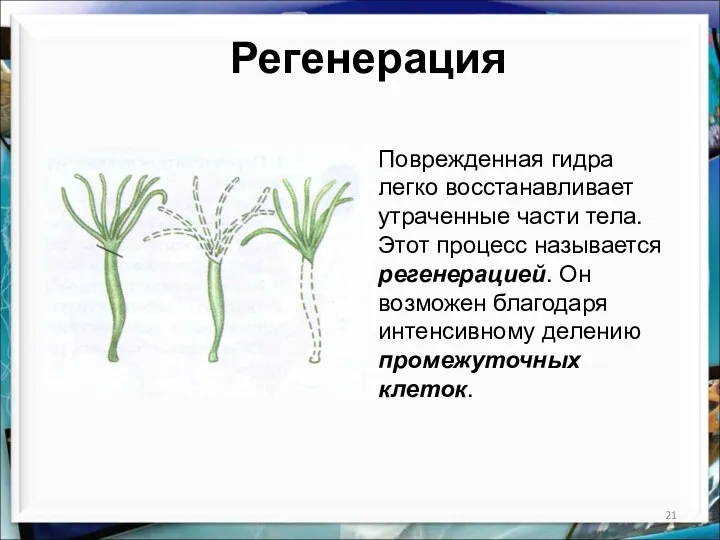 Регенерация Поврежденная гидра легко восстанавливает утраченные части тела. Этот процесс