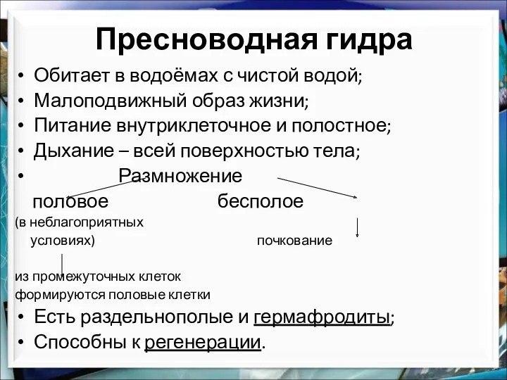 Пресноводная гидра Обитает в водоёмах с чистой водой; Малоподвижный образ