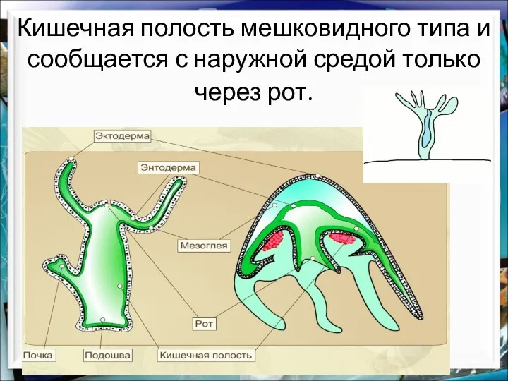 Кишечная полость мешковидного типа и сообщается с наружной средой только через рот.