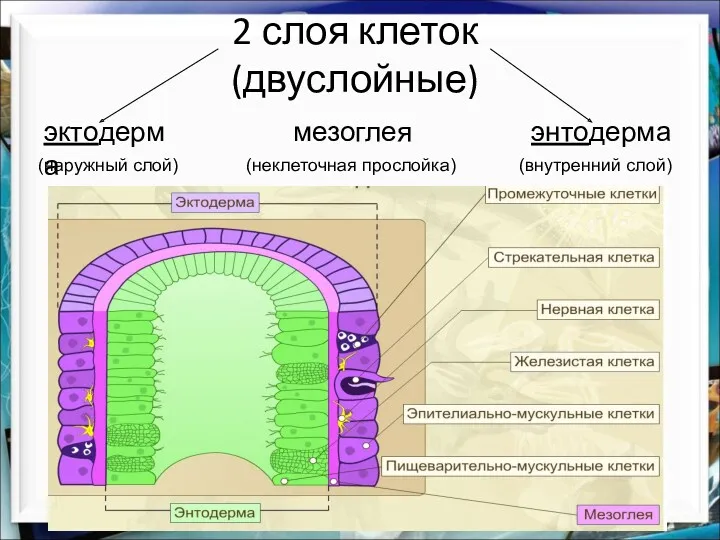 2 слоя клеток (двуслойные) эктодерма энтодерма (наружный слой) (внутренний слой) мезоглея (неклеточная прослойка)