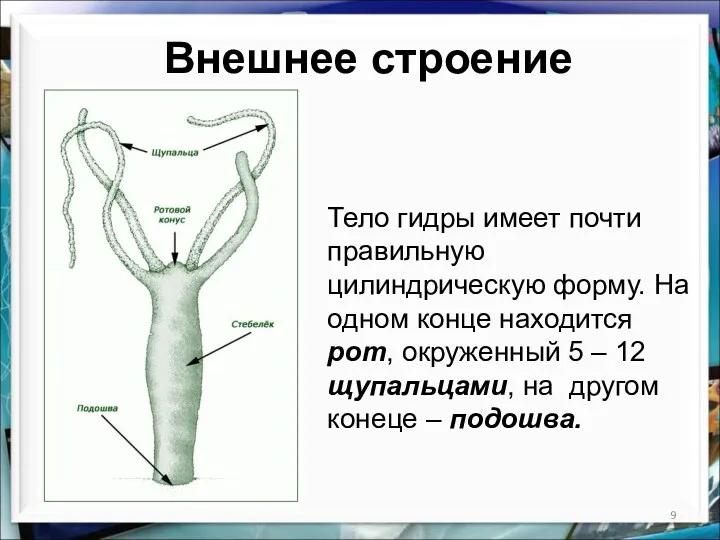 Внешнее строение Тело гидры имеет почти правильную цилиндрическую форму. На