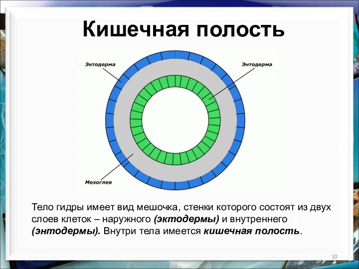 Кишечная полость Тело гидры имеет вид мешочка, стенки которого состоят