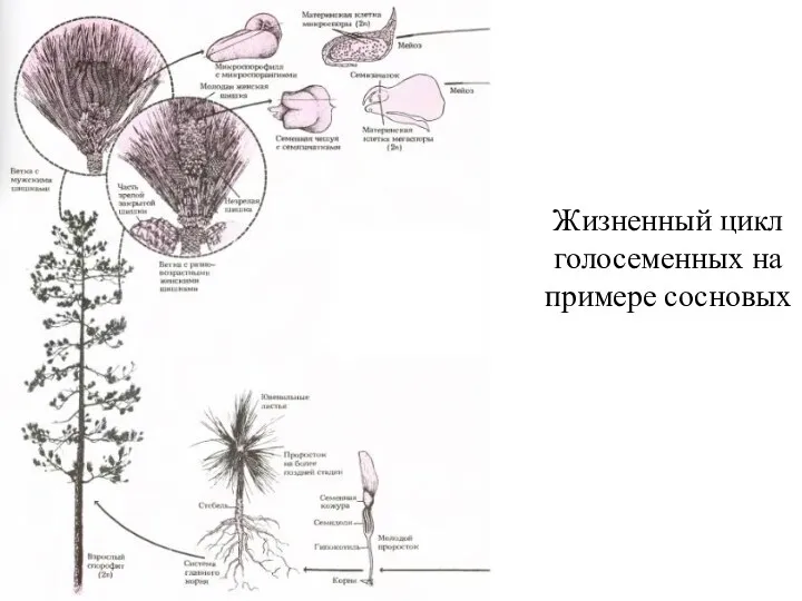 Жизненный цикл голосеменных на примере сосновых