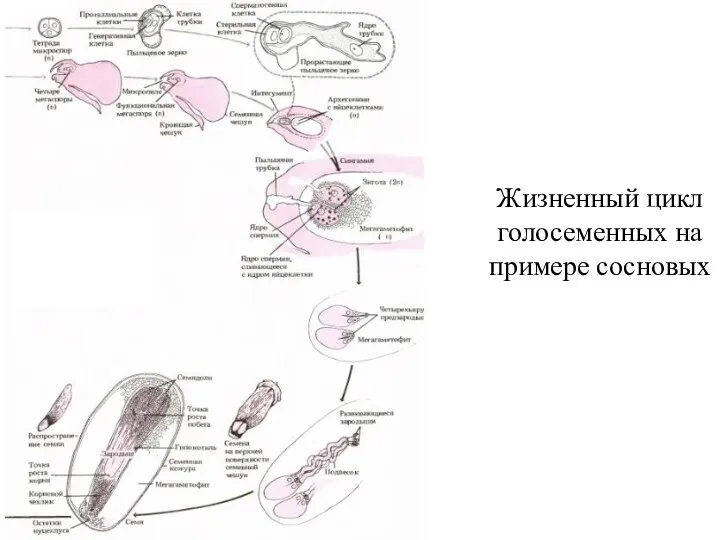 Жизненный цикл голосеменных на примере сосновых