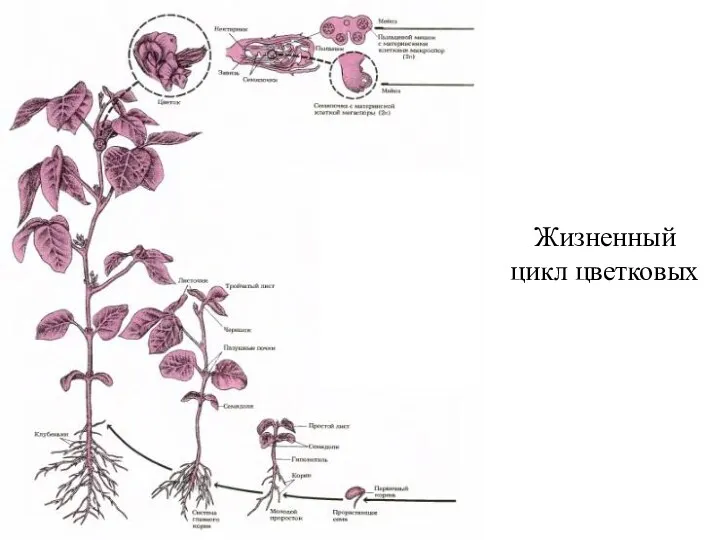 Жизненный цикл цветковых