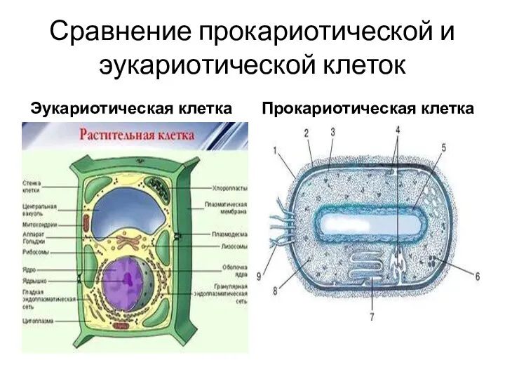 Сравнение прокариотической и эукариотической клеток Эукариотическая клетка Прокариотическая клетка
