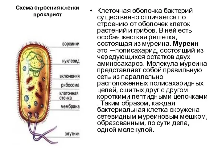 Схема строения клетки прокариот Клеточная оболочка бактерий существенно отличается по