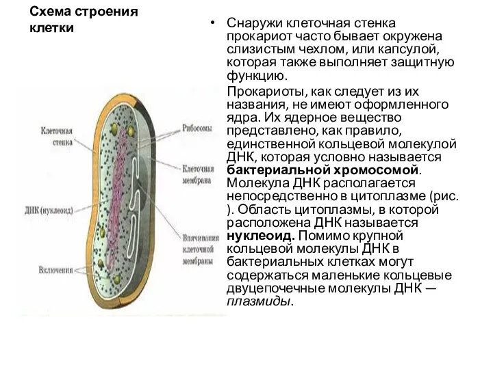 Схема строения клетки Снаружи клеточная стенка прокариот часто бывает окружена