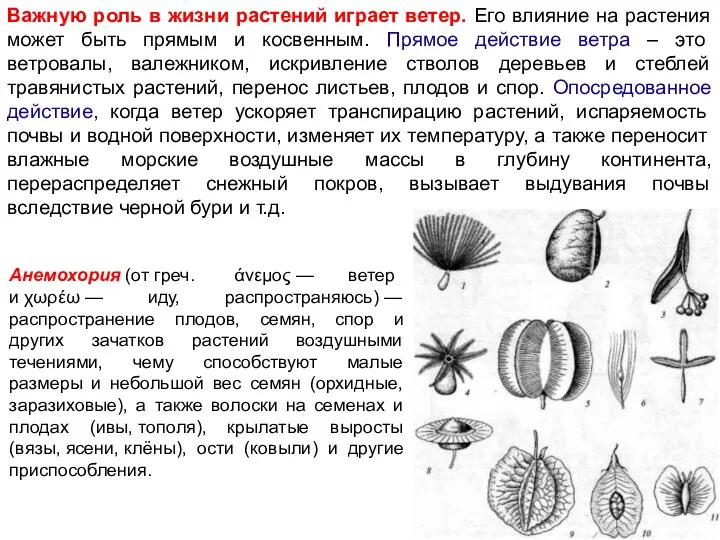 Важную роль в жизни растений играет ветер. Его влияние на