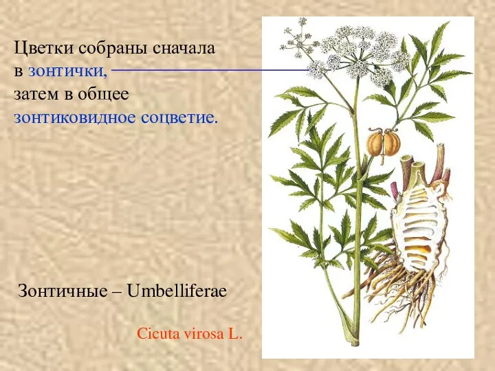 Зонтичные – Umbelliferae Цветки собраны сначала в зонтички, затем в общее зонтиковидное соцветие. Cicuta virosa L.