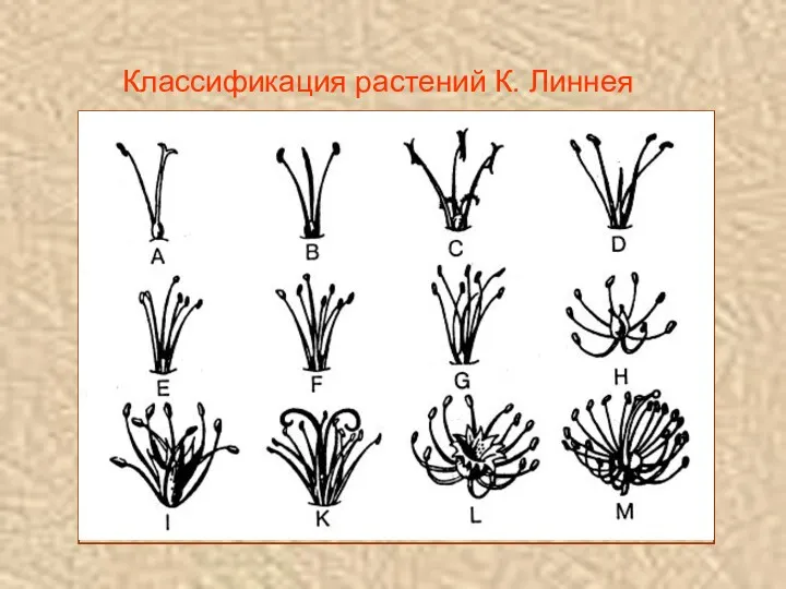 Классификация растений К. Линнея linne1a.tif