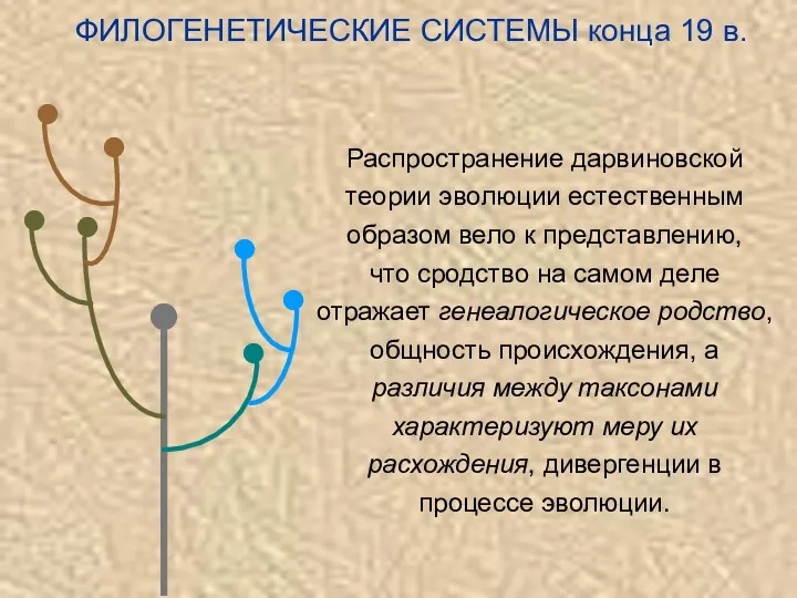 ФИЛОГЕНЕТИЧЕСКИЕ СИСТЕМЫ конца 19 в. Распространение дарвиновской теории эволюции естественным