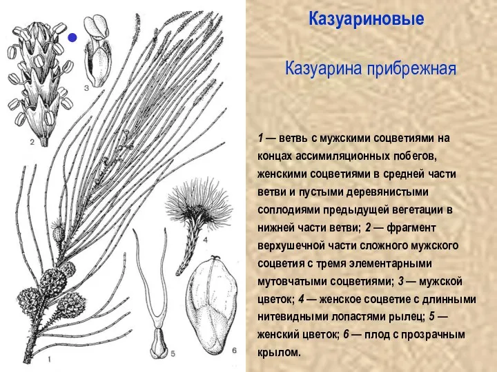 Казуариновые Казуарина прибрежная 1 — ветвь с мужскими соцветиями на