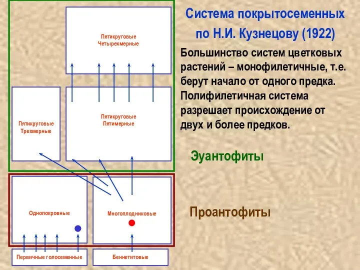 Cистема покрытосеменных по Н.И. Кузнецову (1922) Большинство систем цветковых растений