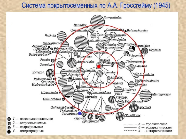 Cистема покрытосеменных по А.А. Гроссгейму (1945)