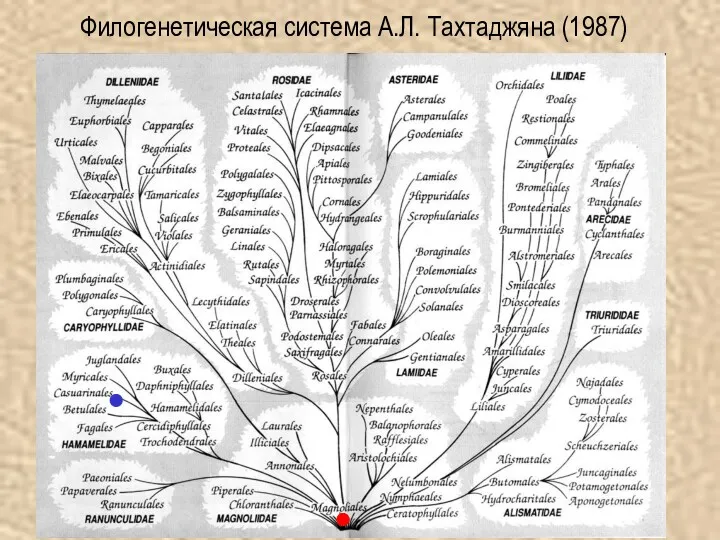 Филогенетическая система А.Л. Тахтаджяна (1987)