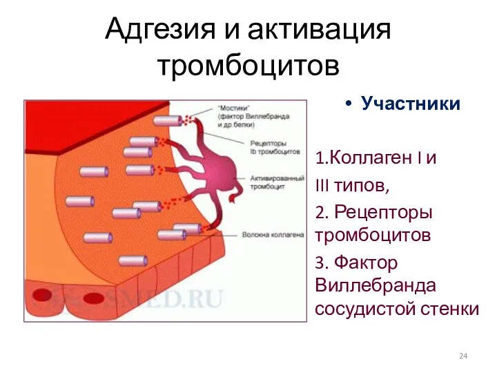 Адгезия и активация тромбоцитов Участники 1.Коллаген I и III типов,