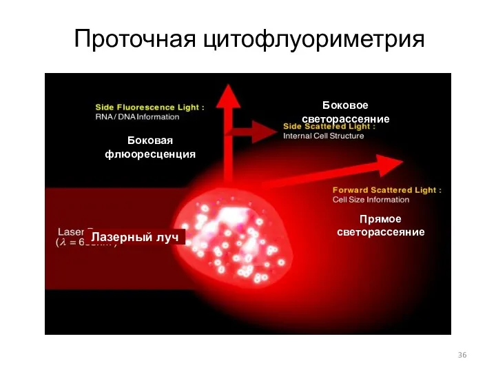 Проточная цитофлуориметрия Лазерный луч Боковое светорассеяние Прямое светорассеяние Боковая флюоресценция