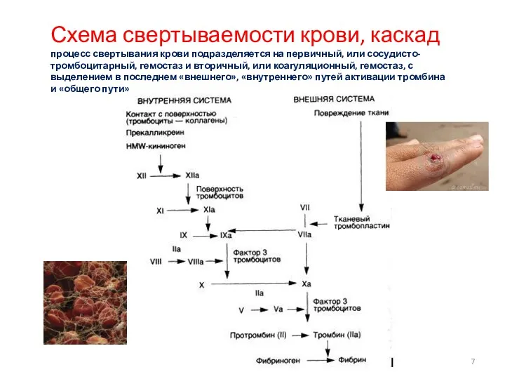 Схема свертываемости крови, каскад процесс свертывания крови подразделяется на первичный,