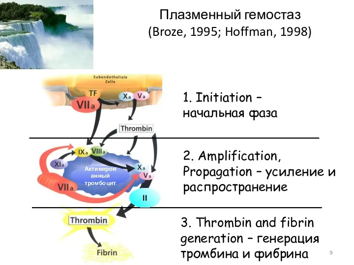 Плазменный гемостаз (Broze, 1995; Hoffman, 1998) 1. Initiation – начальная