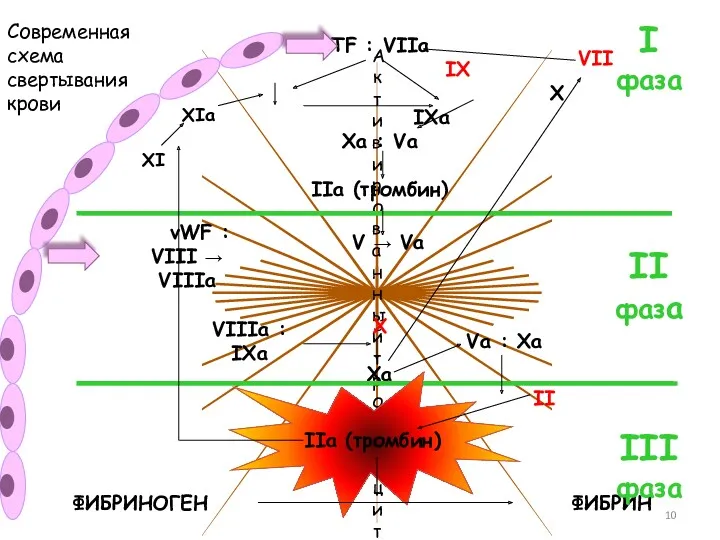 Современная схема свертывания крови