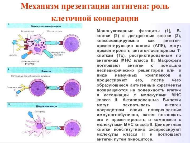 Механизм презентации антигена: роль клеточной кооперации