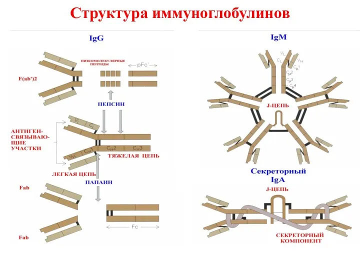 Структура иммуноглобулинов